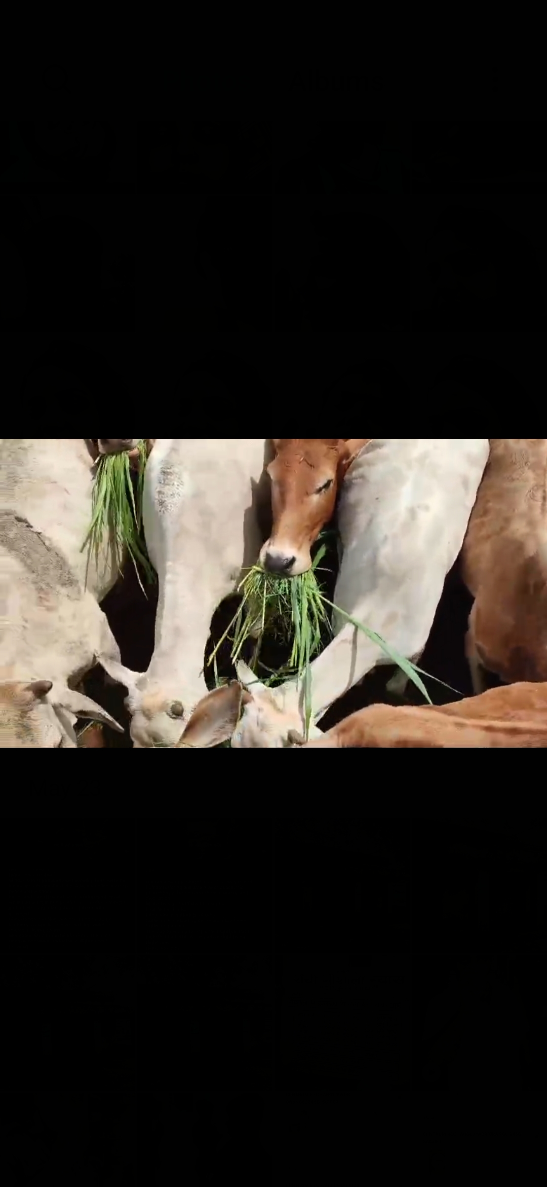 Cow Service & Compassion Drive