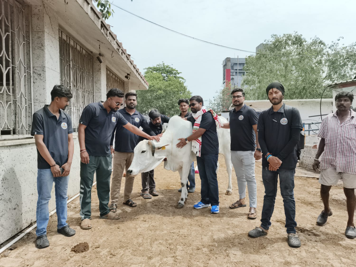 Cow Service & Compassion Drive