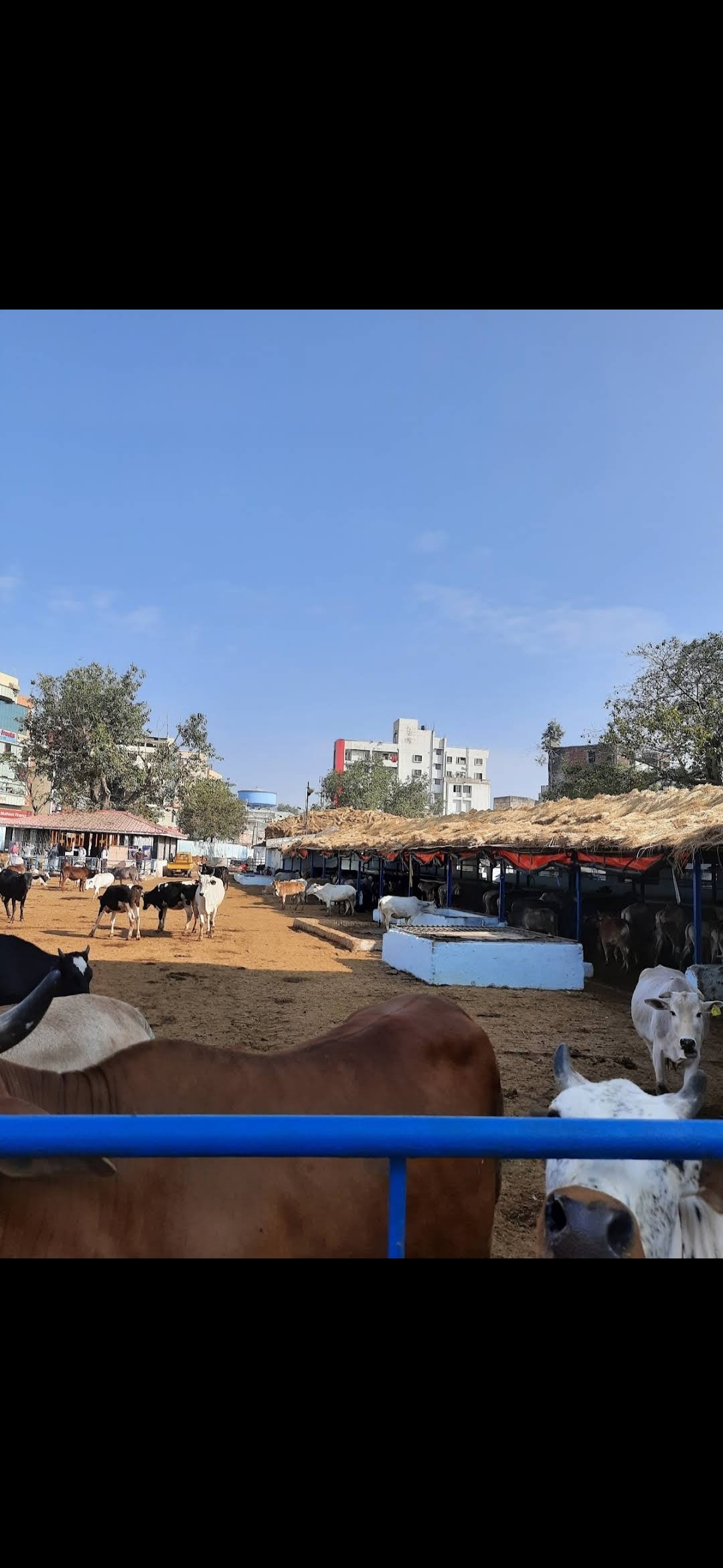 Cow Service & Compassion Drive